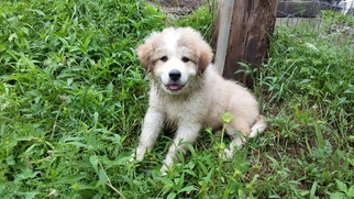 Great Pyrenees Puppy for sale in APOLLO, PA, USA