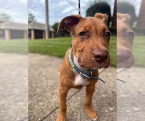 American Pit Bull Terrier-Unknown Mix Dogs for adoption in Germantown, OH, USA
