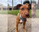 Small American Pit Bull Terrier Mix
