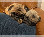 Small #5 Pug