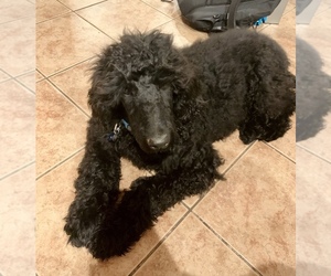 Poodle (Standard) Puppy for sale in AUSTIN, TX, USA