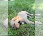 Small #7 Golden Retriever