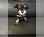 Puppy Dale Schnauzer (Miniature)