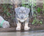 Puppy Puppy 1 Light B American Bully