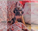 Puppy 5 Bloodhound