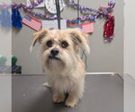 Small Maltipoo (Miniature)