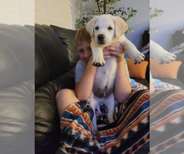 Medium Photo #3 Labrador Retriever Puppy For Sale in HENDERSONVILLE, TN, USA