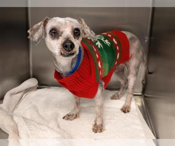 Medium Photo #1 Mutt Puppy For Sale in Moreno Valley, CA, USA