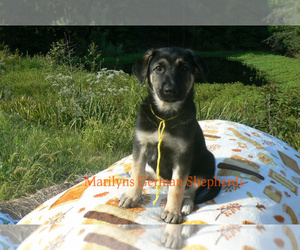 German Shepherd Dog Puppy for Sale in PIEDMONT, Missouri USA