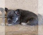 Small #9 French Bulldog