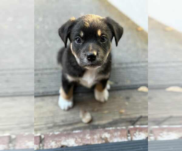 Medium Photo #2 Mutt Puppy For Sale in MIDWAY, UT, USA