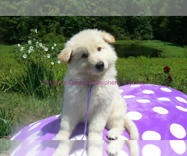 Medium Photo #11 German Shepherd Dog Puppy For Sale in PIEDMONT, MO, USA