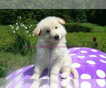 Small #10 German Shepherd Dog