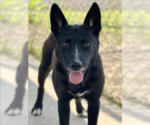 Labrador Retriever-Unknown Mix Dogs for adoption in Conroe, TX, USA