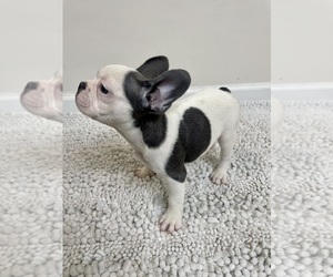 French Bulldog Puppy for sale in CHARLESTON, SC, USA