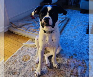 Dottie - Female Lab-Pointer Dog for Adoption - Photo #7
