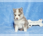 Small Photo #30 Pomsky Puppy For Sale in RAMONA, CA, USA