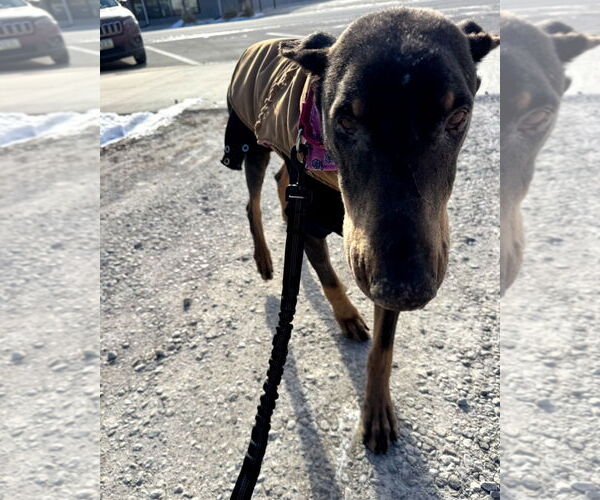 Medium Photo #7 Doberman Pinscher Puppy For Sale in Buffalo, MN, USA