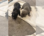 Puppy 4 American Bully