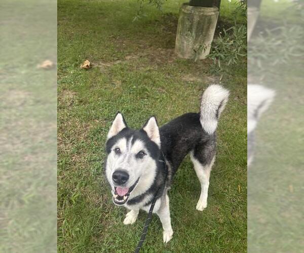 Medium Photo #2 Siberian Husky Puppy For Sale in Forestville, MD, USA