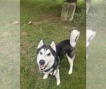 Small #1 Siberian Husky