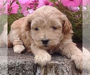 Goldendoodle-Poodle (Miniature) Mix Puppy for sale in STANLEY, WI, USA
