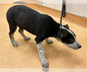 German Shepherd Dog-Unknown Mix Dogs for adoption in Martinez, CA, USA