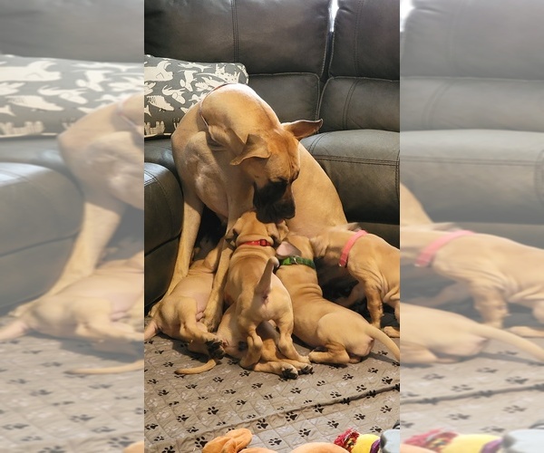 Medium Photo #4 Great Dane Puppy For Sale in LINCOLNTON, NC, USA