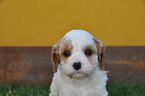 Small Photo #19 Cavapoo Puppy For Sale in PHOENIX, AZ, USA