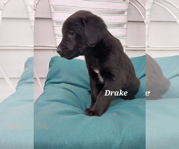 Medium Photo #15 English Cream Golden Retriever-Newfoundland Mix Puppy For Sale in SHEBOYGAN FALLS, WI, USA