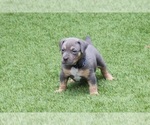 Puppy Puppy 8 Blue American Bully