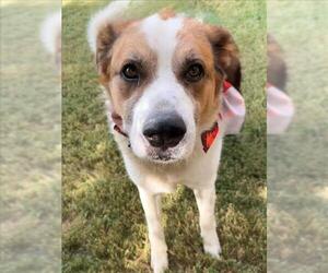 Great Pyrenees-Unknown Mix Dogs for adoption in Tulsa, OK, USA