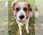 Small Great Pyrenees Mix