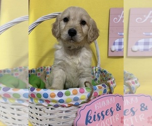 English Cream Golden Retriever-Poodle (Standard) Mix Puppy for sale in DEARBORN, MO, USA