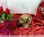 Small #39 Dachshund