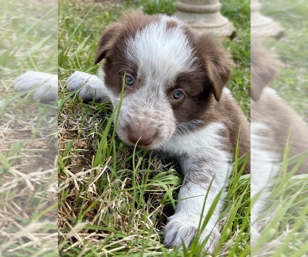Medium Photo #5 Border Collie Puppy For Sale in MARYVILLE, TN, USA