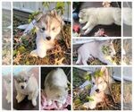 Small Photo #2 Siberian Husky Puppy For Sale in ASHLAND, MO, USA