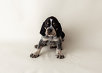 Small #3 Bluetick Coonhound