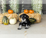 Small #1 Schnauzer (Miniature)