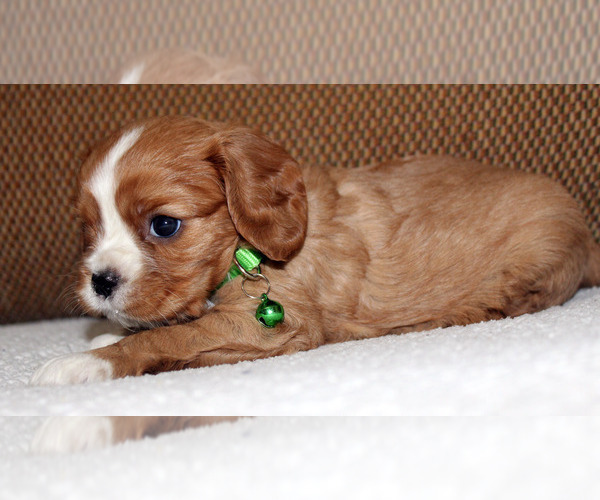 Medium Photo #9 Cavalier King Charles Spaniel Puppy For Sale in SPRING HILL, FL, USA