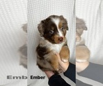 Small Photo #28 Miniature Australian Shepherd Puppy For Sale in NEW PORT RICHEY, FL, USA