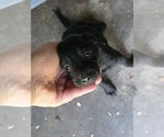 Small #10 Labrador Retriever