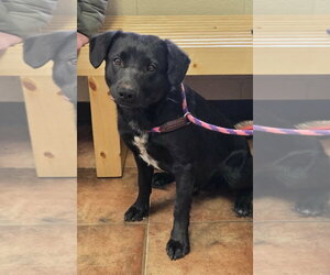 Labrador Retriever-Unknown Mix Dogs for adoption in Amarillo, TX, USA