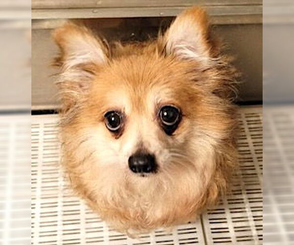 Medium Photo #2 Pomeranian Puppy For Sale in Mount Airy, NC, USA