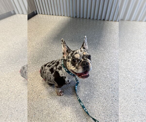 Medium Photo #8 French Bulldog Puppy For Sale in Sanford, FL, USA