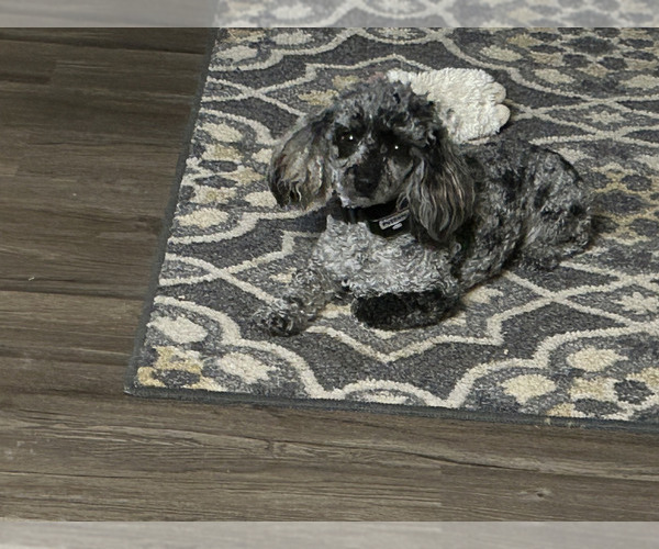 Medium Photo #1 Cavapoo (Toy) Puppy For Sale in BEDFORD, IA, USA