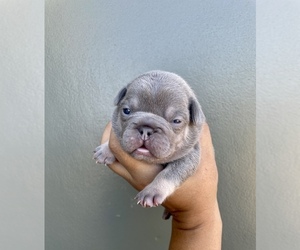 French Bulldog Puppy for Sale in GLENDALE, Arizona USA