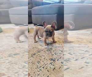 French Bulldog Puppy for Sale in ROSEVILLE, California USA