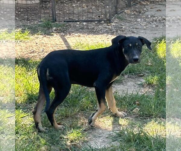 Medium Photo #2 German Shepherd Dog-Unknown Mix Puppy For Sale in Yardley, PA, USA
