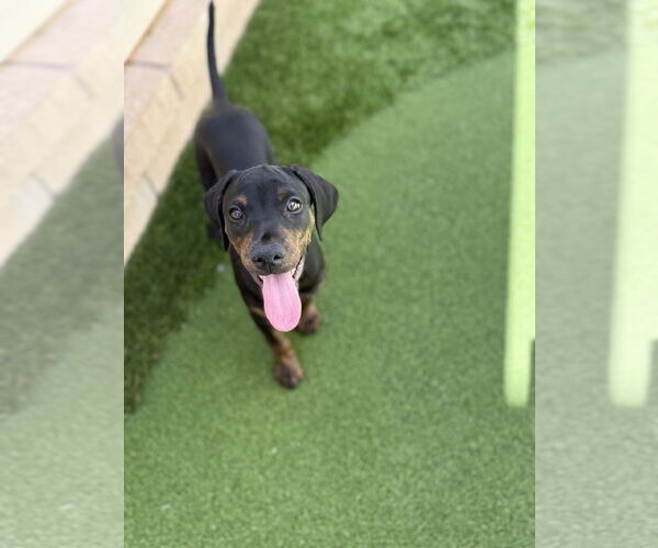Medium Photo #3 Rotterman Puppy For Sale in Lake Elsinore, CA, USA